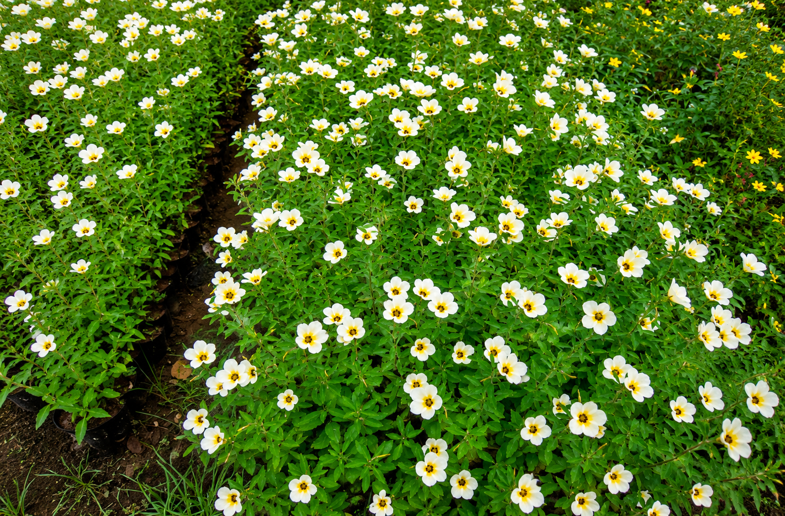 Healthy export-quality nursery plants grown with expert care at Divya Vigna Sri Nursery Exports