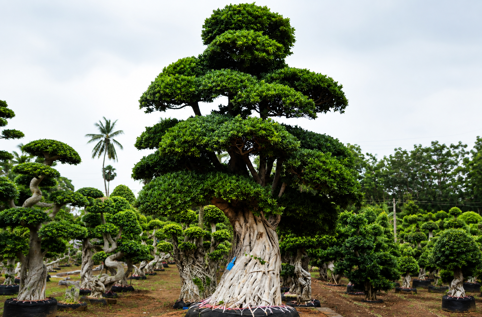 Beautiful landscape plants and premium garden trees available at Divya Vigna Sri Nursery Exports in Kadiyam