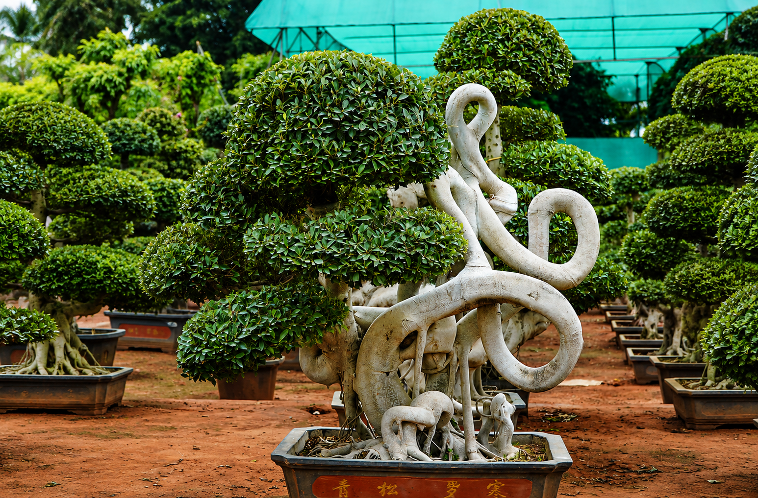 Premium plant nursery showcasing healthy green plants in Kadiyam