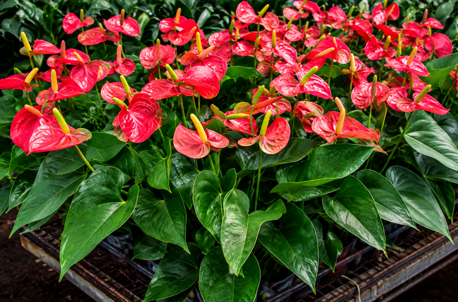 Indoor and outdoor plants available at Divya Vigna Sri Nursery Exports