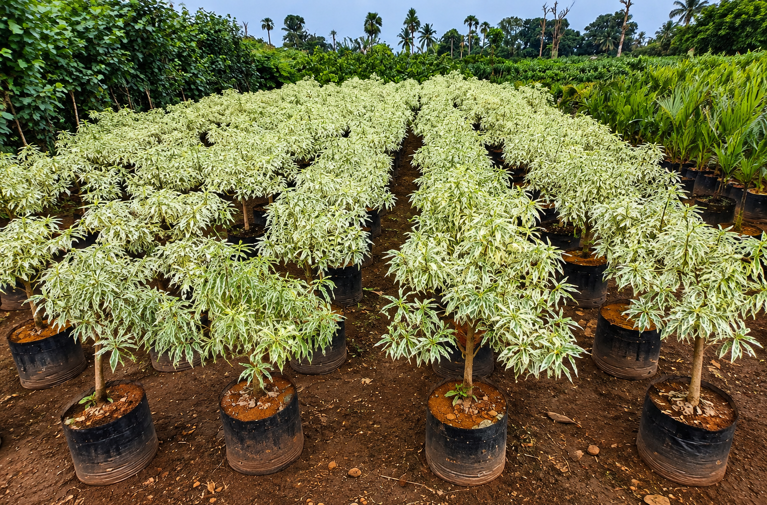 High-quality ornamental nursery plants for homes and commercial landscapes