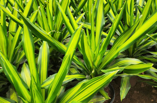 Lush green nursery plants ready for wholesale supply in Kadiyam, Andhra Pradesh